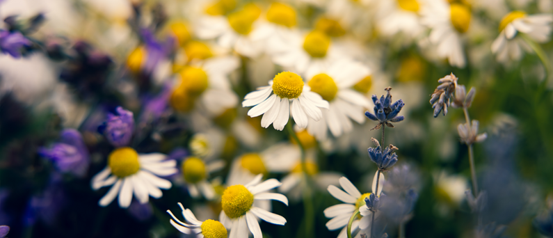 Eine Wiese mit bunten, blühenden Blumen
