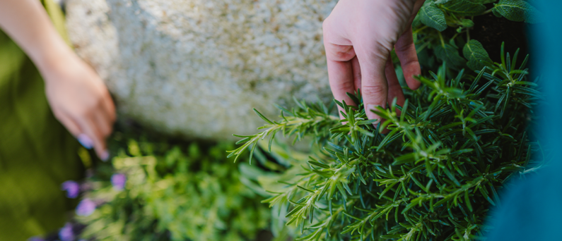 Zwei Hände greifen nach verschiedenen Kräutern.